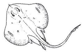 Neoraja iberica 01.jpg